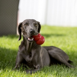 KONG CLASSIC XXL KING dla psów o wadze pow. 38kg